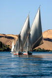 Fototapeta Sawanna - Feluccas - traditional egyptian boat - on Nile river, Egypt.