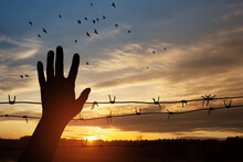 Holocaust Remembrance Day. Silhouette Of Hand With Barbed Wire On Background Of Sunset With Flying Birds.