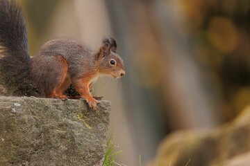 Canvas Print - Brown squirrel on the ground with a blurry background