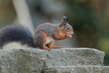 Sticker - Brown squirrel on the ground with a blurry background