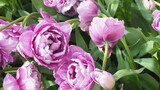 Fototapeta Tulipany - Tulpen und Blumen am Keukenhof in den Niederlanden