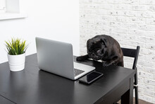Cute And Funny Dog Working On Laptop At Home. Useful Pet Concept	