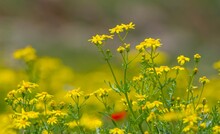 Yellow Daisy With Scientific Name Senecio Vernalis Is A Self-growing Plant Species In Turkey.
