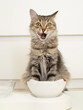 © Inna - Funny gray cat sits near white cups, licks her lips after eating on white background. Delicious pet food. Vertical photo