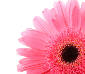 Wall Mural - Pink gerbera flower on white background, closeup