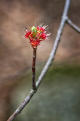 Wall Mural - The first signs of Spring are the buds opening on the branches of the trees in our Yard here in Windsor in Upstate NY.