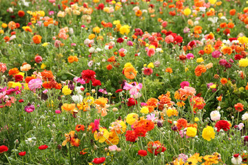 Wall Mural - photo with low angle of buttercup spring flowers. Selective focus