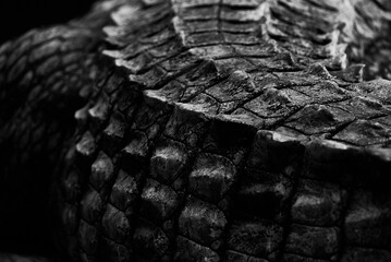 Poster - Closeup detail of a crocodile animal detail skin