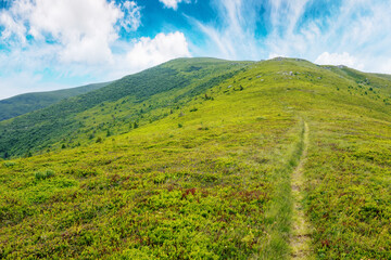 Wall Mural - narrow trail path through the alpine meadow. beautiful rolling landscape of ukrainian carpathians in