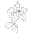 hand drawn aquilegia flower