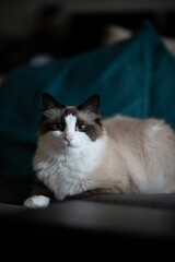 Poster - Vertical portrait shot of a blue-eyed ragdoll cat.