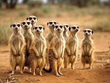 A Group Of Meerkats Standing Upright, Looking Alert