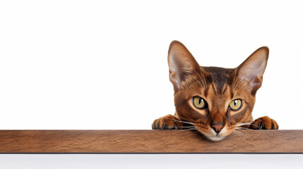 Photo of a beautiful funny dark brown Abyssinian cat peeking out from behind a white table with copy space, isolated on white background, wide view, created with ai