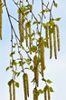 Birke,  Sandbirke, Betula pendula, Zweige  mit  männlichen  Blütenkätzchen, Blattaustrieb, Baumausschnitt,  Frühjahr