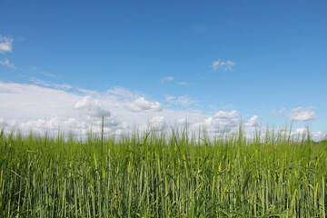 Field with barley and a beautiful clear blue sky from Denmark