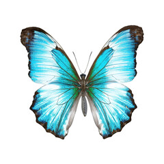 Wall Mural - Rare, beautiful colored butterfly on a transparent background