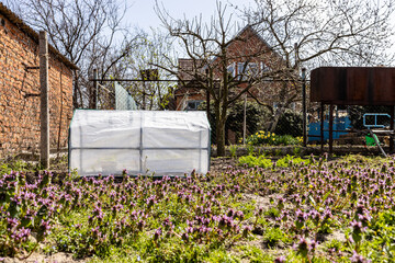 Canvas Print - little mobile film covered greenhouse in village garden on sunny spring day