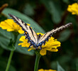 Butterfly enjoying a zinnia flower