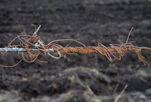 Old And New: Entangled Rusty Barbed Wire And Stainless Steel Wire