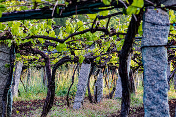 Canvas Print - wineyard