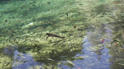 Poster - Closeup of the fish swimming in the shallow lake