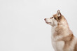 cute red siberian husky dog looking to the side profile portrait in the studio on a white background