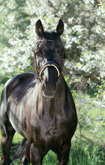 Canvas Print -  portrait of beautiful black  stallion posing  around  spring blossom apple  trees.