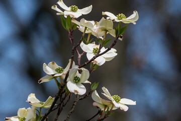 White dogwoods flowers blooming on a sunny spring day in Pittsburgh, Pennsylvania, USA with a blurred out background