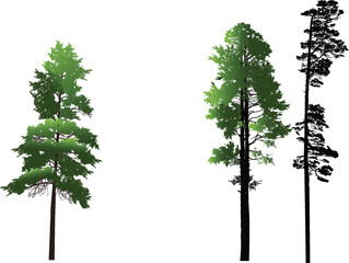 Wall Mural - three green pine trees set on white