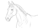 Fototapeta Konie - Pferd Zeichnung in Schwarz Weiß zum ausmalen 