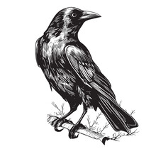 Raven Crow Hand Drawn Sketch Illustration Birds