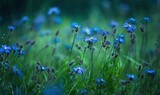 Fototapeta Natura -  a field full of blue flowers with green grass in the background.  generative ai
