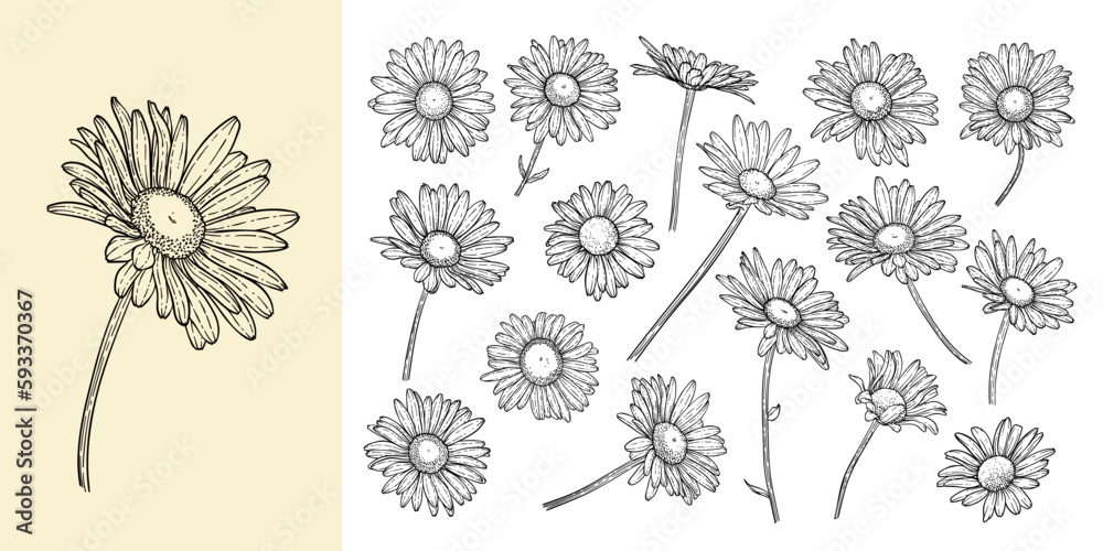 set of beautiful monochrome, black and white daisy flower isolated. for ...