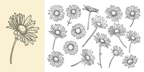 set of beautiful monochrome, black and white daisy flower isolated. for greeting card and invitation