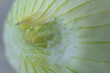 Close up of a green onion. Macro photography of onion peel.