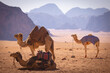 Wadi Rum w Jordanii. Wielbłądy stojące na gorącym piasku na tle pustynnych gór. 
