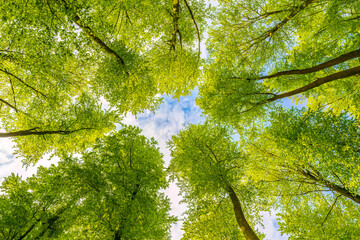 Wall Mural - photo up to the tree top shot from below, springtime in germany