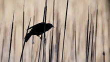 Close-up Side View Of The Silhouette Of A Red-winged Blackbird Perched On A Skinny Cattail Reed And Surrounded By Tall Vertical Soft Blurred And De-focused Plant Stems. Copy Space.