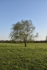 Wall Mural - Weeping Willow Tree in a Field