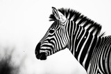 Fototapeta Konie - monochrome zebra in its natural habitat. Generative AI