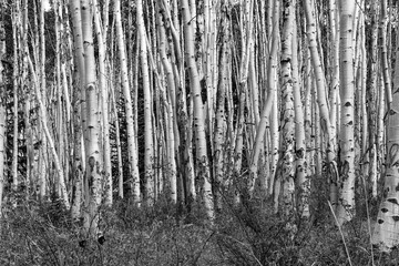 Wall Mural - Black and white forest of tall aspen trees trunks in a Colorado landscape scene