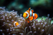 clown fishes on an anemone underwater reef in the tropical ocean, generative AI