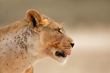 Poster - Portrait of a African lioness (Panthera leo), Kalahari desert, South Africa.