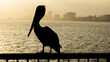 Pelican pier silhouette