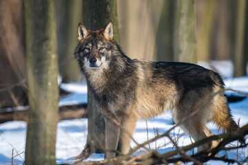 Wall Mural - Wolf in the forest up close. Wild animal in the natural habitat