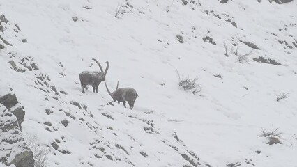 Wall Mural - Difficult life in the Alps, the kings of the mountains under snowfall (Capra ibex)