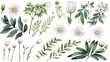 Watercolour floral illustration set 4. White flowers, green leaves individual elements collection. 