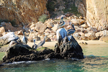 Wall Mural - Group of Pelicans on the cliff - Mexico