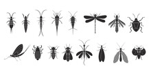 Insects Orders Geometric Icons Set. Vector Illustration