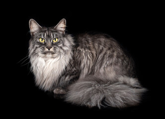 Wall Mural - maine coon cat